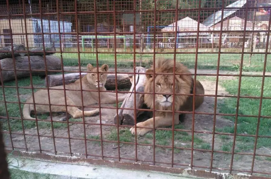 Šelmy z ranča v Žiline-Brodne previezli do záchranného centra v Indii
