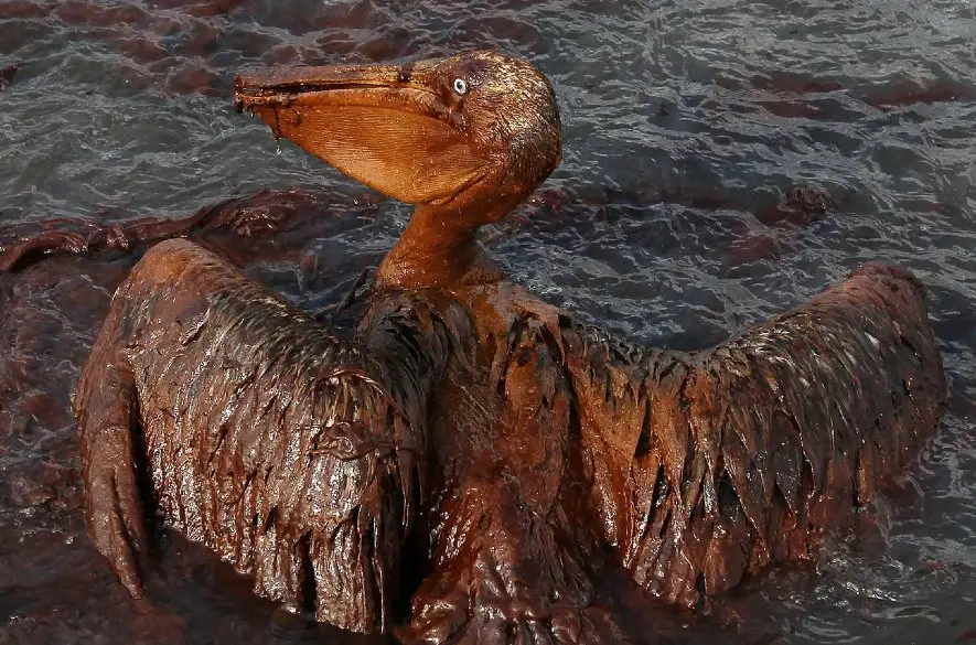 Fotografia zamoreného pelikána, ktorá obletela celý svet: Najhoršia katastrofa s ropou zmenila časť mora navždy