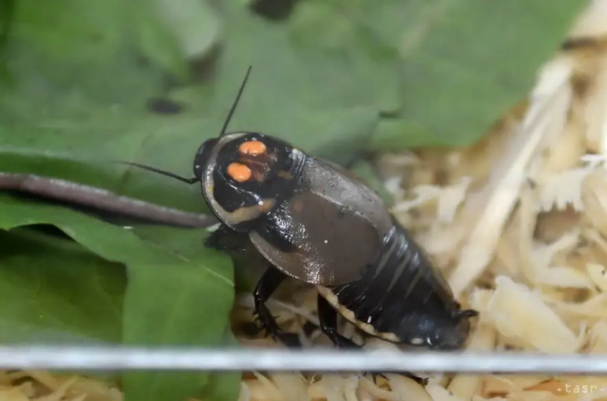 Chovateľ exotického hmyzu sa pokúsi vyvrátiť mýty o šváboch