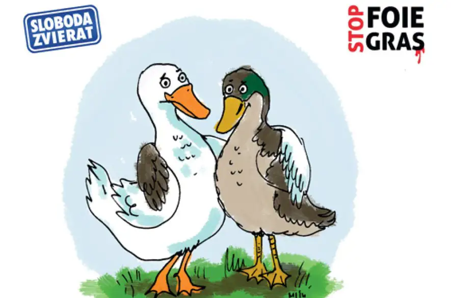 Nekonzumujte husacie a kačacie pečene Foie Gras, žiada ľudí Sloboda zvierat. Za touto potravinou sa skrýva hrozné utrpenie bezmocných zvierat