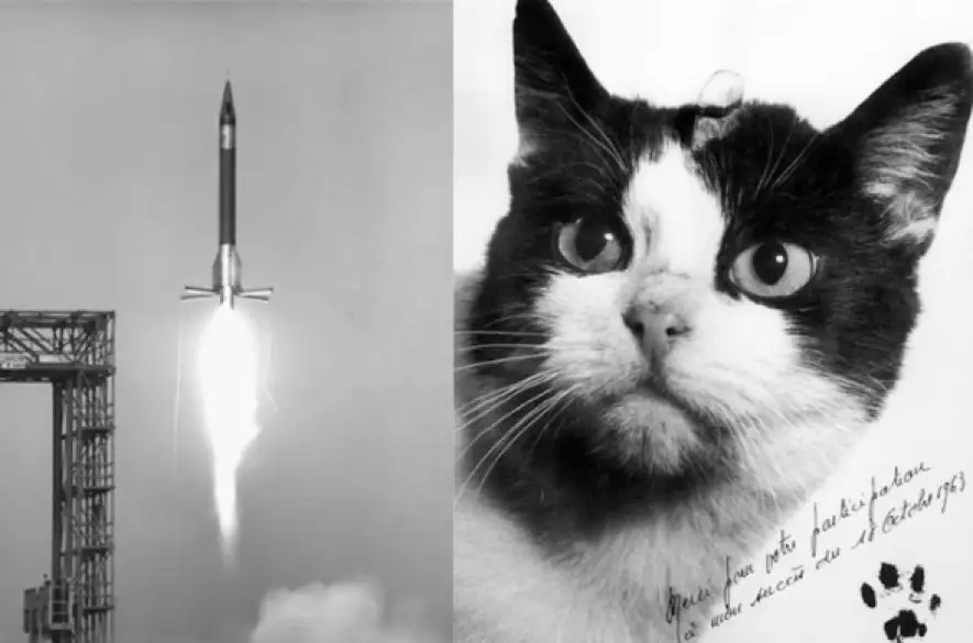 Pred 60 rokmi letela do vesmíru francúzska mačka Félicette