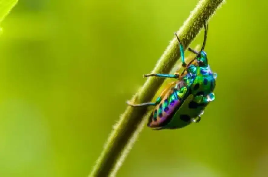 Zmena klímy vplýva aj na hmyz. Ten dokáže čoraz viac vzdorovať jesennému počasiu