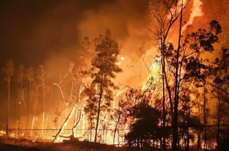Lesné požiare na východe Austrálie zničili už tisíce hektárov porastov