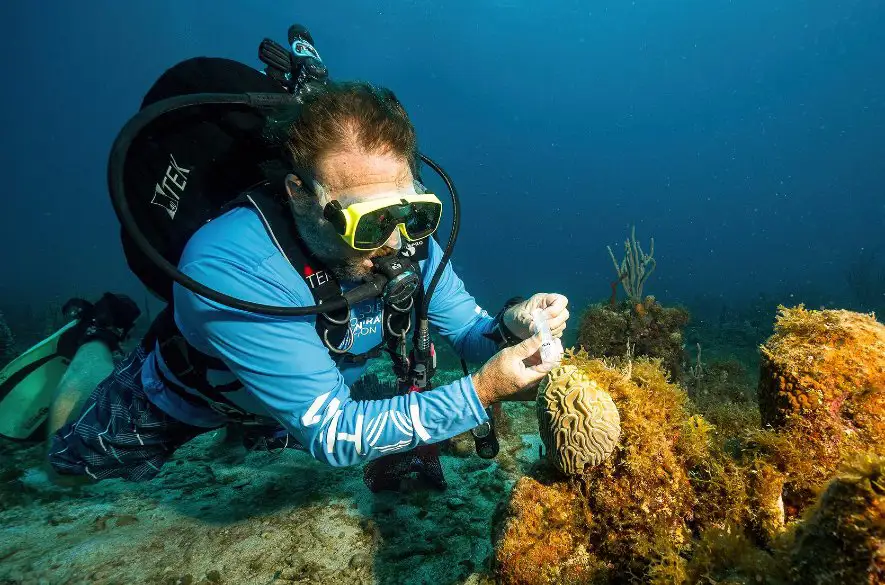 Veľká korálová barieŕa sa zotavuje, vedci však varujú, že je stále v ohrození