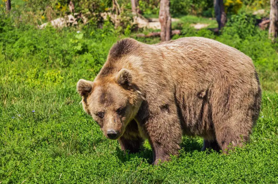 Zimný spánok medveďa závisí od klimatických podmienok