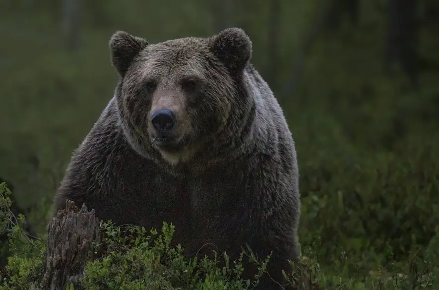 Starostovia obcí žiadajú v súvislosti s medveďmi o zmenu legislatívy