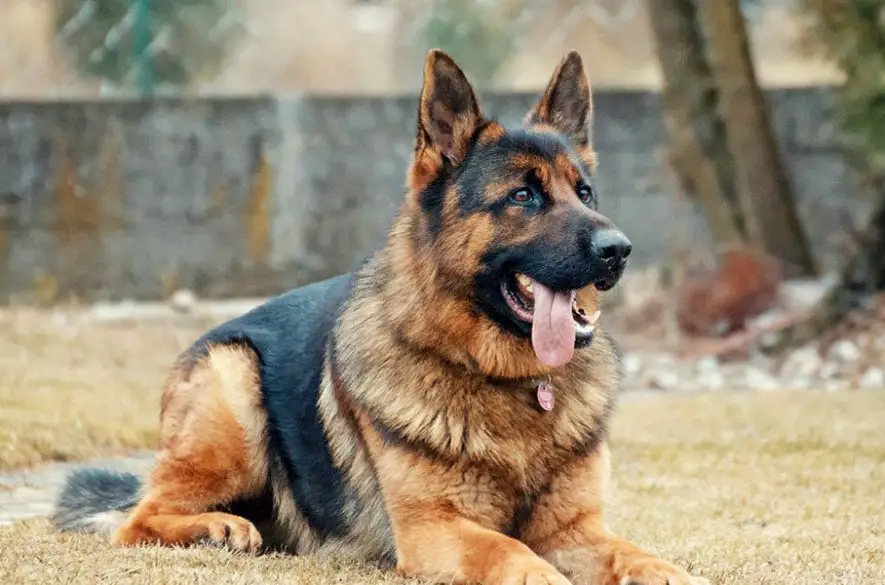 Ministerstvo vnútra prevádzkuje unikátnu chovnú stanicu policajných psov v strednej Európe
