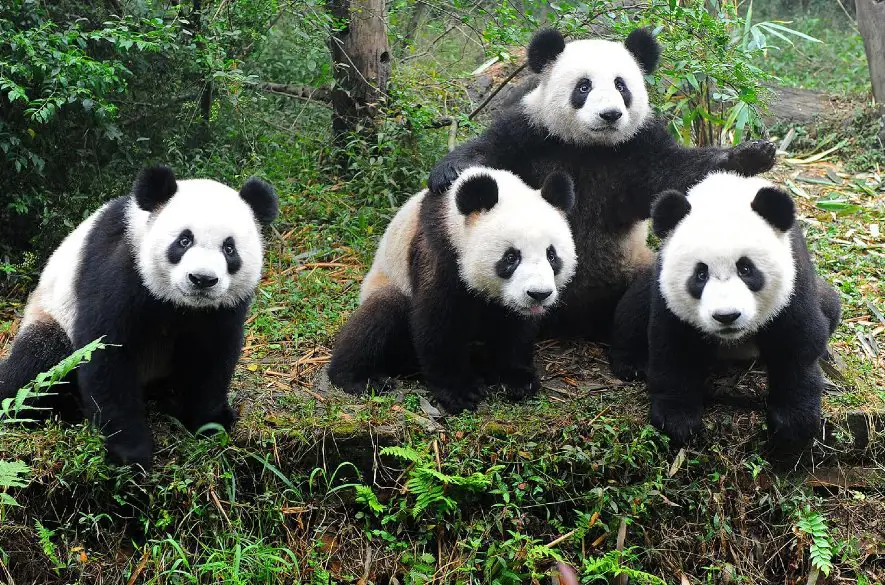 Nemotorným pandám sa nechce ani páriť:  Krátkozraké stvorenia nie sú fyzicky vhodné čo i len na existenciu ako takú
