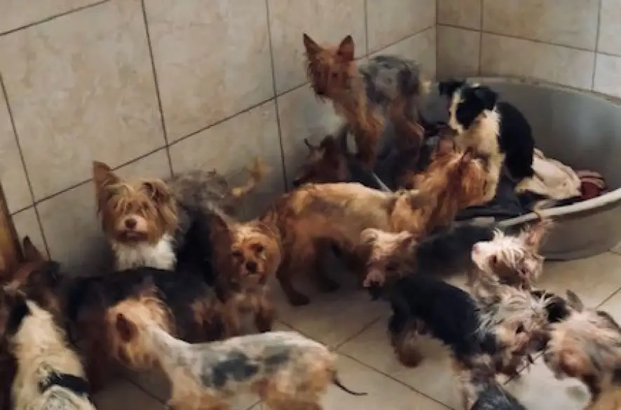 Enviropolícia obvinila ženu v súvislosti s rozmnožovaním psov v okrese Veľký Krtíš