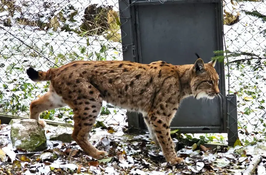 Národná zoo Bojnice získala do chovu samca rysa ostrovida