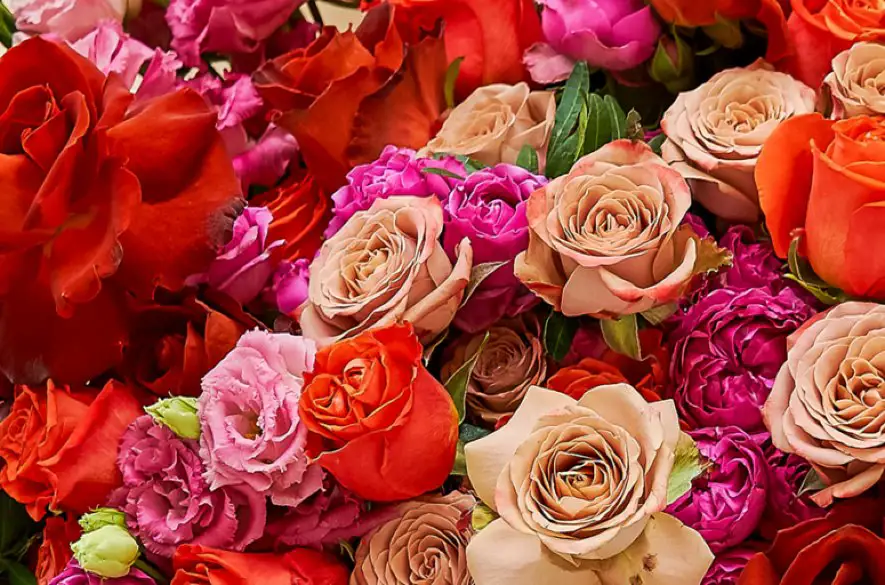 Na farbách ruží záleží: Ako neodoslať osobe, ktorej darujete kvety nesprávny signál a skutočne ju oceniť