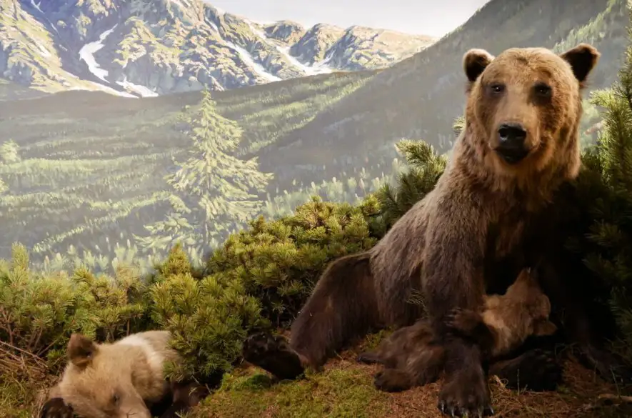 V Múzeu Tatranského národného parku vynovili aj poslednú z diorám