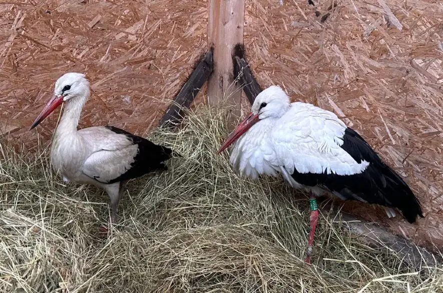 V Tatranskom národnom parku sa starajú o bocianích pacientov