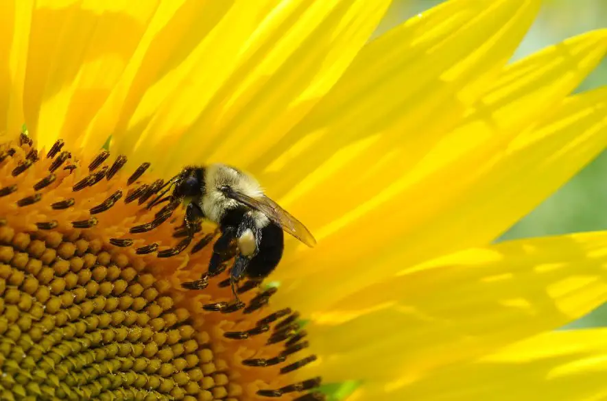 Včelí peľ pomáha pri množstve ochorení