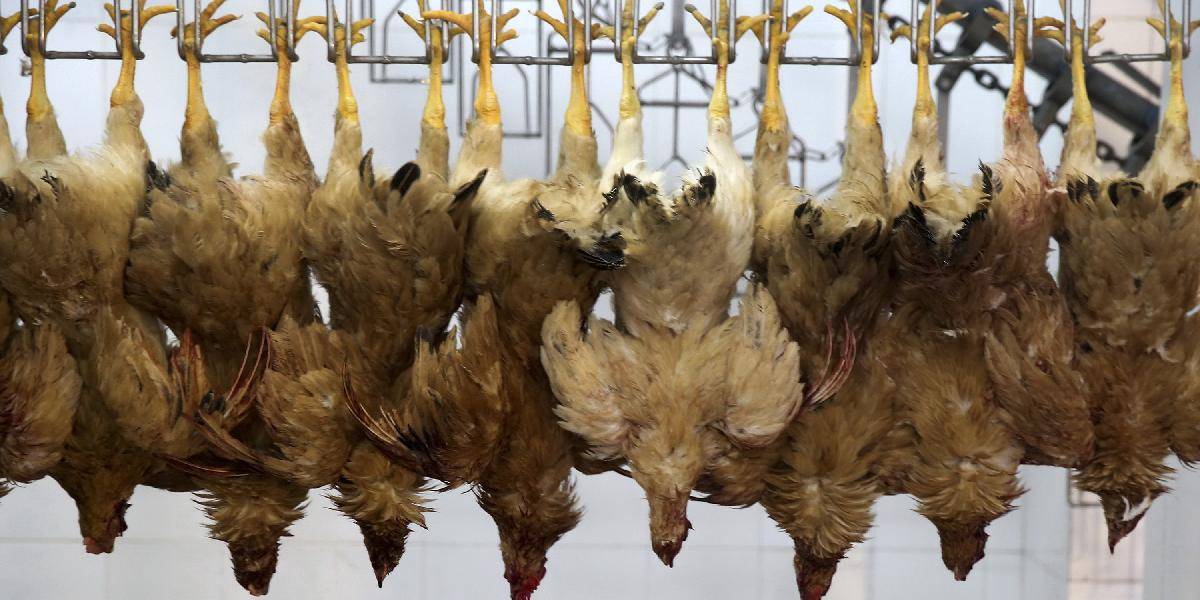 Peking ohlásil prvý prípad vtáčej chrípky H7N9
