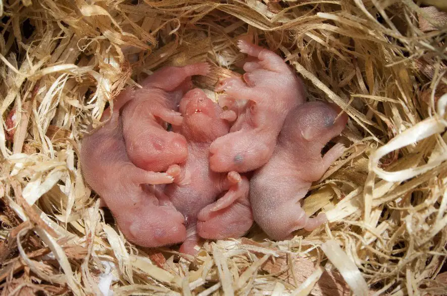Kanibalistická príroda: Prečo a ktoré zvieratá zabíjajú a jedia svoje vlastné potomstvo?