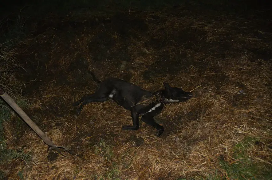 Enviropolícia obvinila muža z obce Čifáre za usmrtenie psa