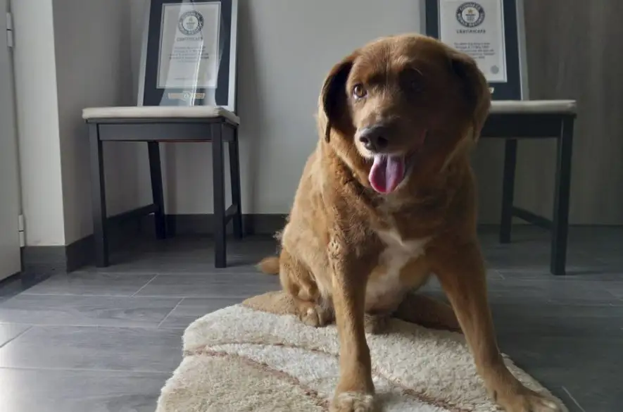 Guinnessove rekordy pozastavili platnosť titulu pre najstaršieho psa