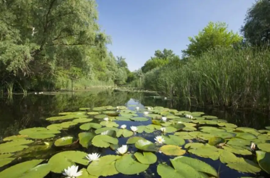 Dunajské luhy: Poklad medzi riekou a krajinou