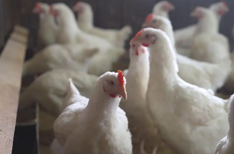 Pracoviská regionálnej veterinárnej správy potvrdili dve nové ohniská vtáčej chrípky