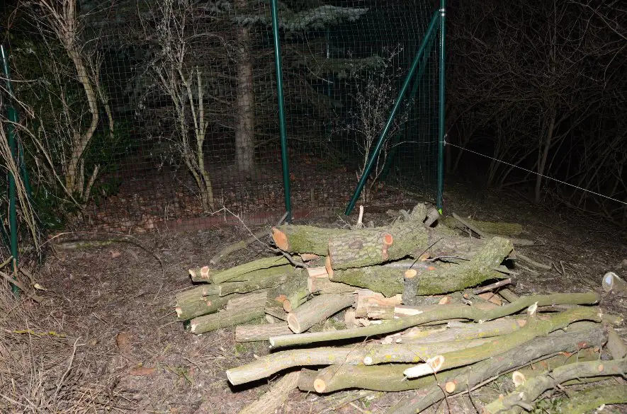 Enviropolícia obvinila muža z Bratislavy za protiprávny výrub stromov