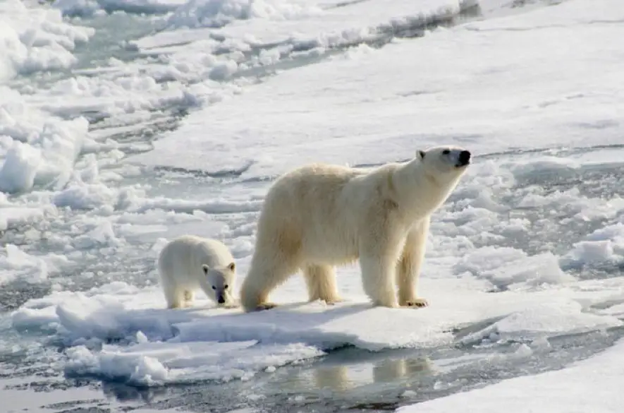 Ľadovým medveďom hrozí najväčšie riziko vyhynutia než kedykoľvek predtým v dôsledku klimatických zmien, tvrdí nová štúdia