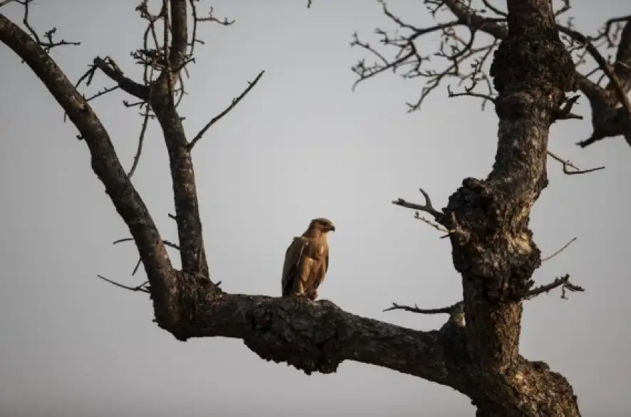 Africké dravé vtáky bojujú o prežitie. Čo ohrozuje ich existenciu?