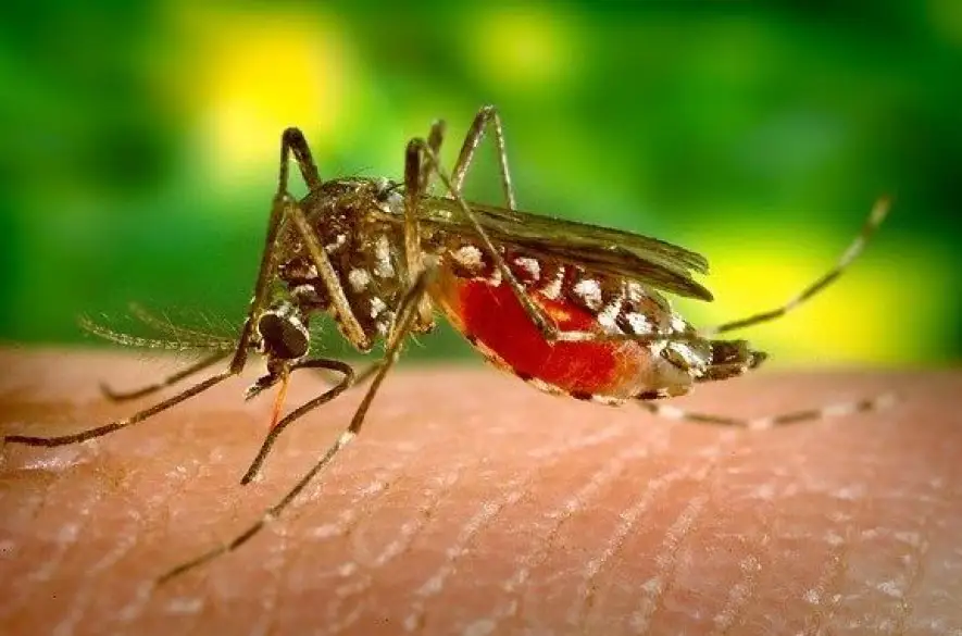 Nebezpečného ázijského komára tigrovaného spozorovali aj na Slovensku