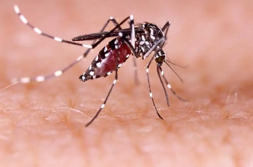 Bratislava bude opäť intenzívne monitorovať liahniská komárov