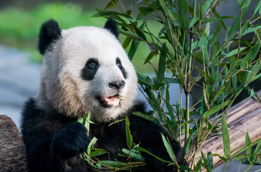 Diplomacia pandy je späť: Čína vyšle do USA novú delegáciu čierno-bielych medveďov