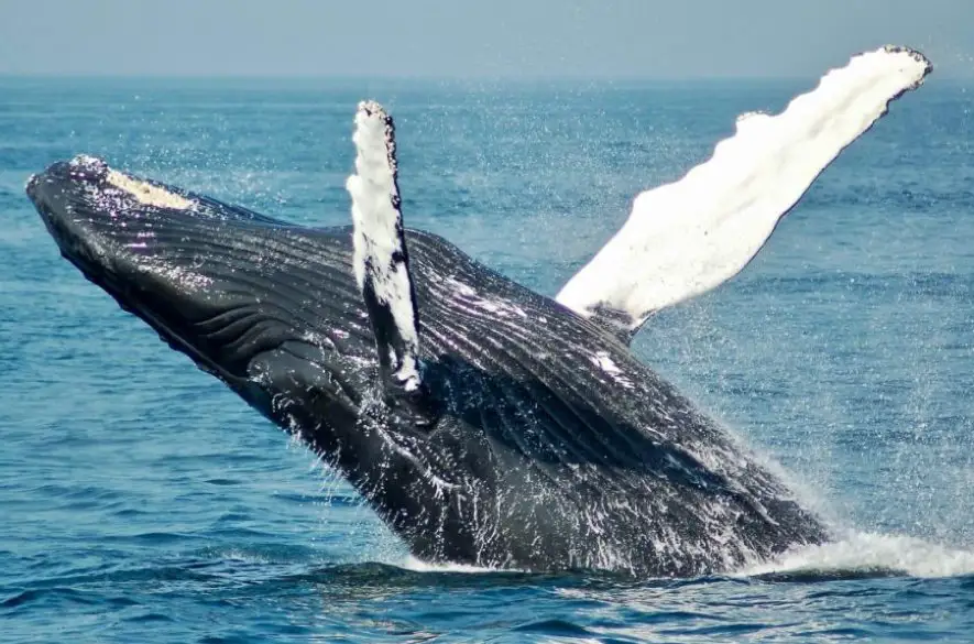 Vedci vyriešili záhadu veľrybieho spevu, ich dorozumievanie však ruší ľudský hluk