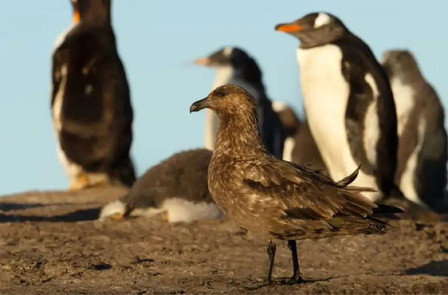 Vtáčia chrípka sa dostala už aj na pevninskú Antarktídu. Vedci sa obávajú prenosu ochorenia na tučniaky