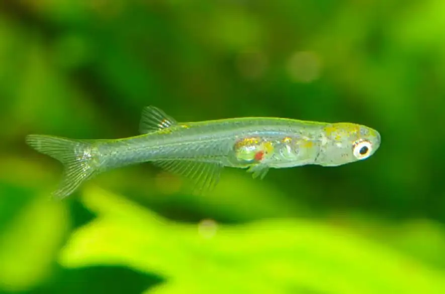 Vedci zistili, že jedna z najmenších rýb na svete vydáva zvuk hlasný ako výstrel z pištole