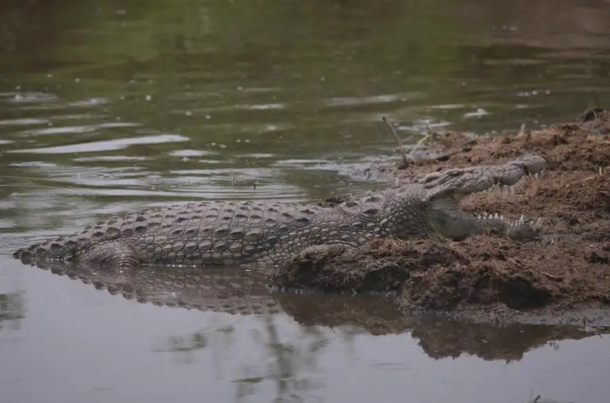 Na južnom brehu Viktóriinho jazera v africkej Tanzánii za päť rokov zabili krokodíly 19 ľudí