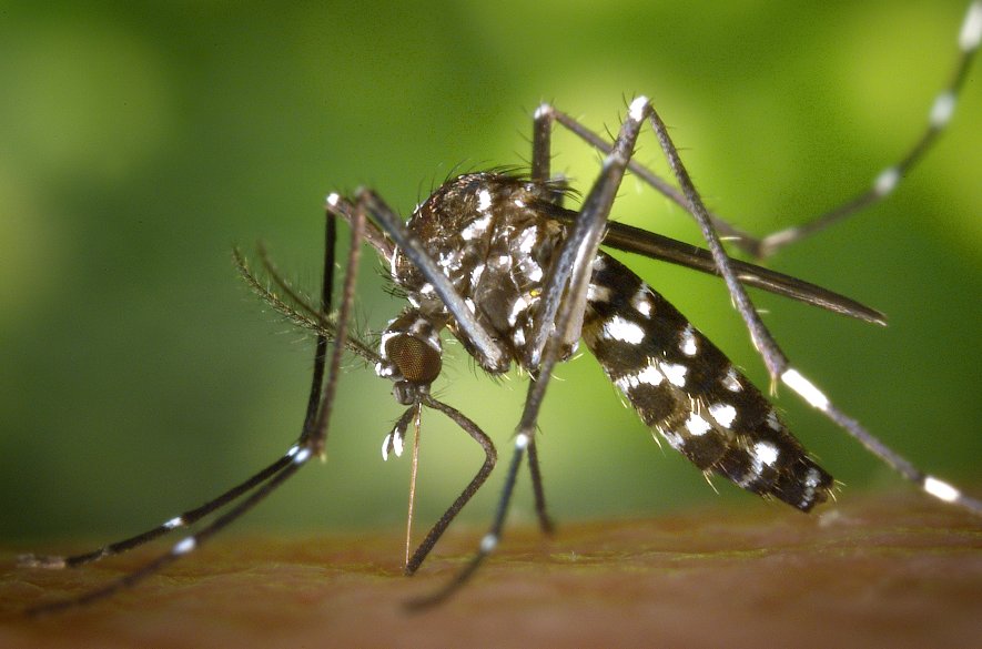 Podľa ÚVZ je nepravdepodobné, že by tigrované komáre v SR šírili choroby ako dengue či západonílska horúčka