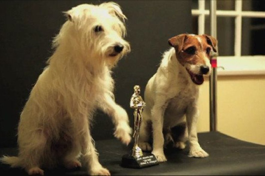 Je čas udeľovať Oscary psom? Prečo sú hollywoodski roztomilí štvornohí priatelia pripravení na svoju chvíľu