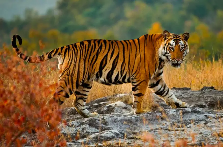 Ako NASA a Google Earth pomáhajú zachraňovať tigre