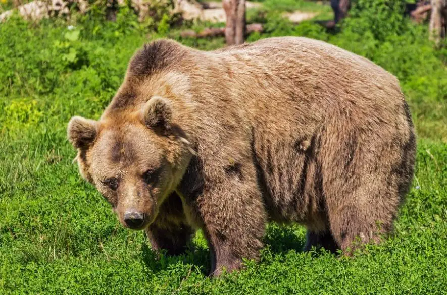 Incident s medveďom v Jasnej neprežila Bieloruska (†31). Pri úteku spadla z výšky a zomrela