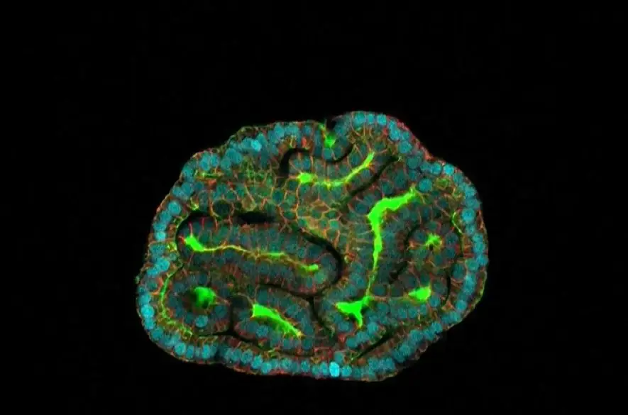 Britskí vedci dokážu vďaka najnovšiemu objavu vytvoriť miniorgány. Poskytnú informácie o zdraví dieťaťa