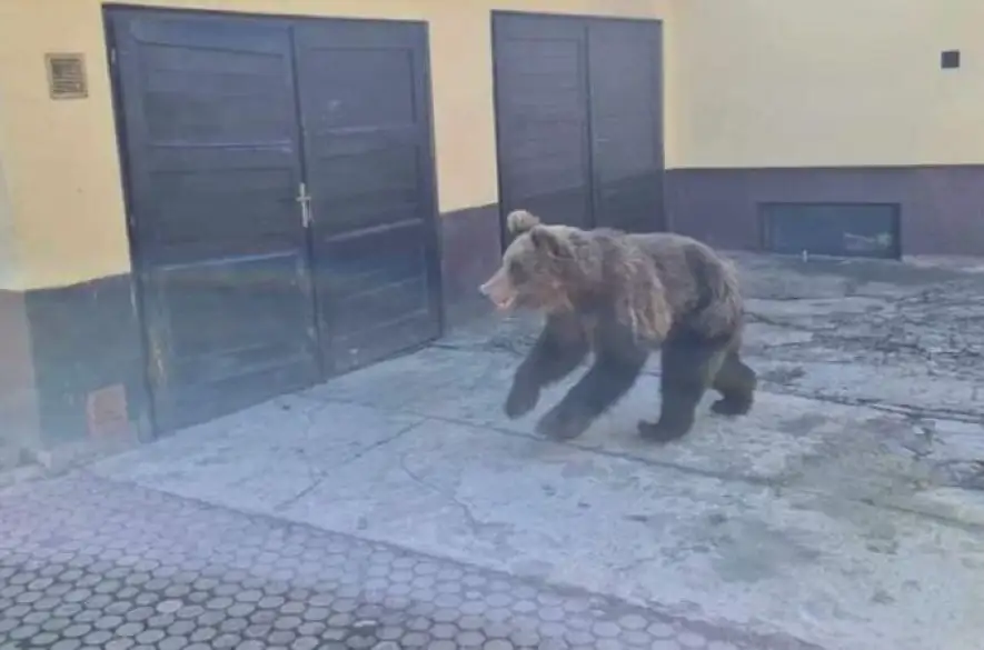 Medveď v Liptovskom Mikuláši napadol piatich ľudí