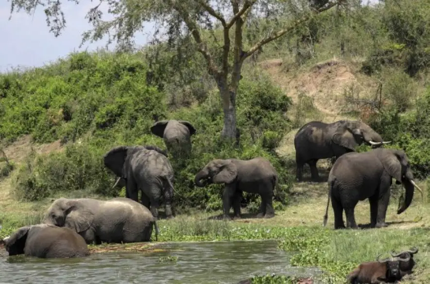 Ugandské úsilie o ochrane lesov prináša svoje ovocie. Aký je predpokladaný lesný nárast do roku 2025?