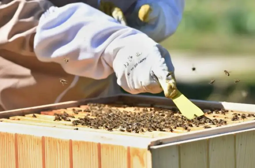 Slovenskí včelári so svetovým úspechom. Podľa medzinárodného testovania medov produkujú tie najkvalitnejšie