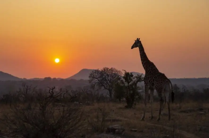V Krugerovom park v Južnej Afrike hlásia nárast počtu otrávených zvierat. Čo ich otrávilo?