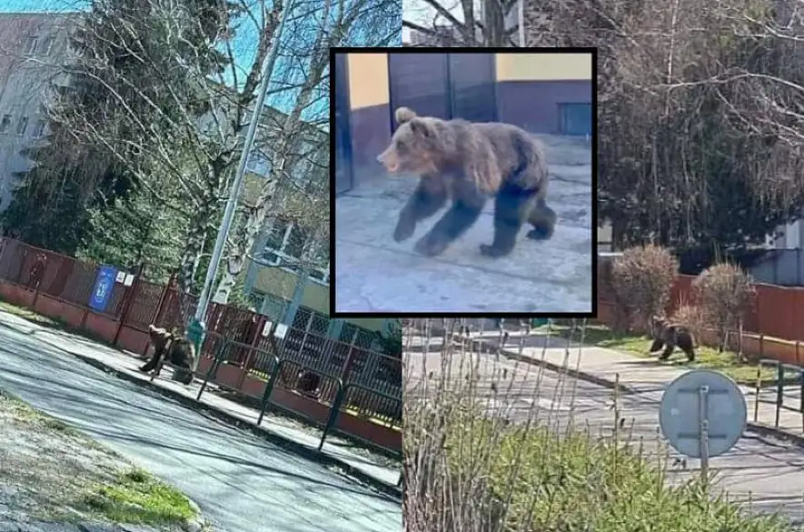 Medveďa, ktorý v Liptovskom Mikuláši zranil päť ľudí, odstrelili