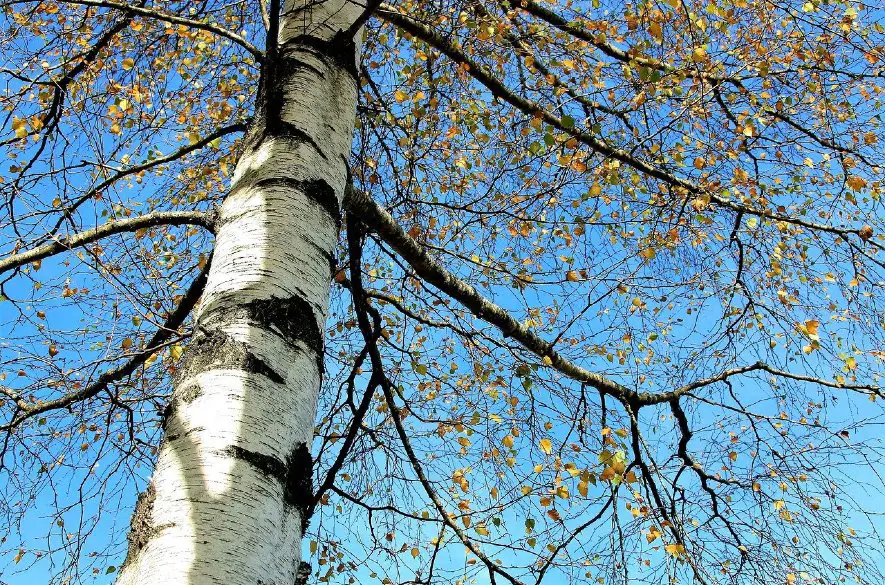 Peľová sezóna brezy sa už začala takmer na celom území Slovenska