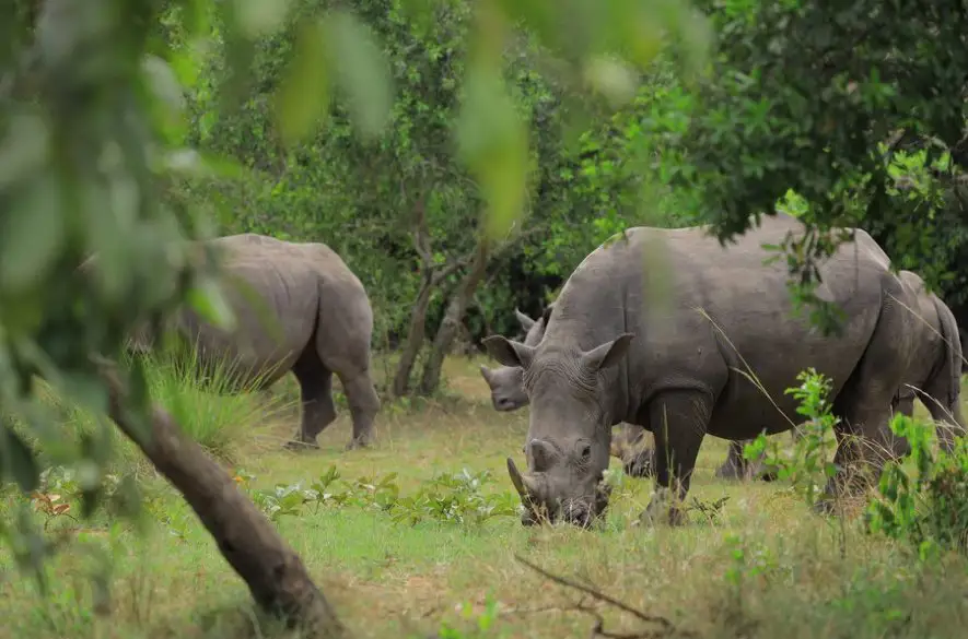 Uganda robí pokrok pri prípravách na rekultiváciu ohrozených bielych nosorožcov
