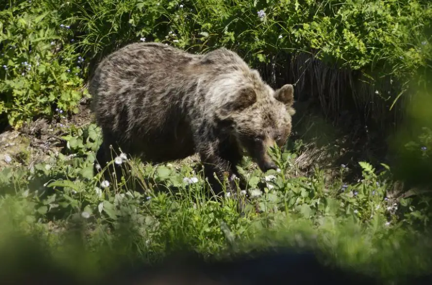 Štátna ochrana prírody informuje o novom strete s medveďom. Manželský pár sa pred ním ukryl do koliby.
