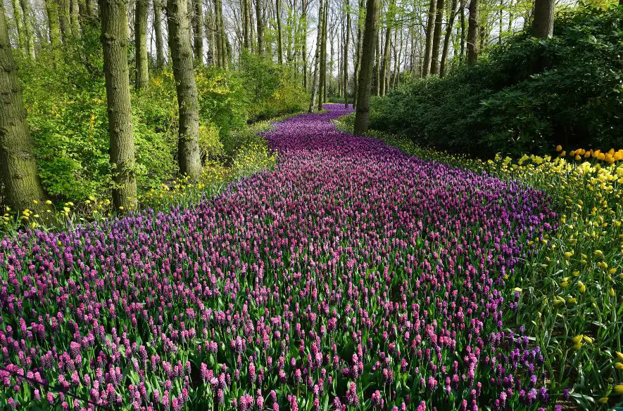 Vo vzduchu je cítiť jar spolu s prebúdzajúcou sa prírodou. Na aké kvety si treba dať pozor a ktoré sú chránené?