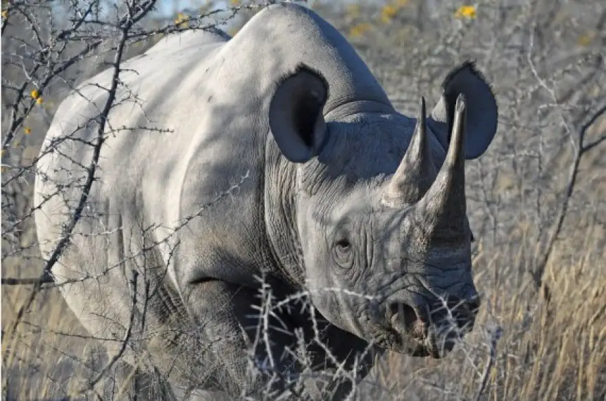 V Namíbii vzrástlo pytliactvo nosorožcov. Nelegálne zabitých ich je v tomto roku viac ako 20