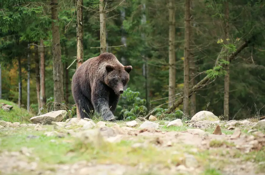 Na dvoch mužov na Poľane sa vyrútila medvedica, ochranár postrelil kolegu